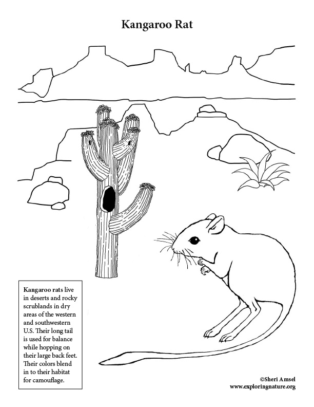 Desert kangaroo rat coloring page