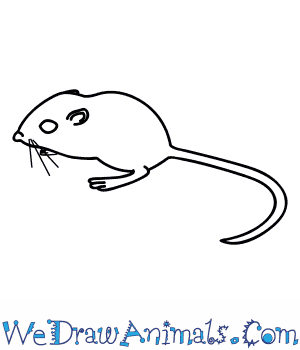 How to draw a kangaroo rat