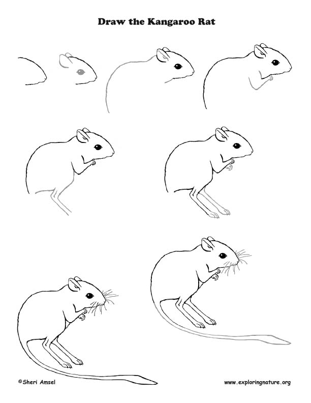 Kangaroo rat drawing lesson