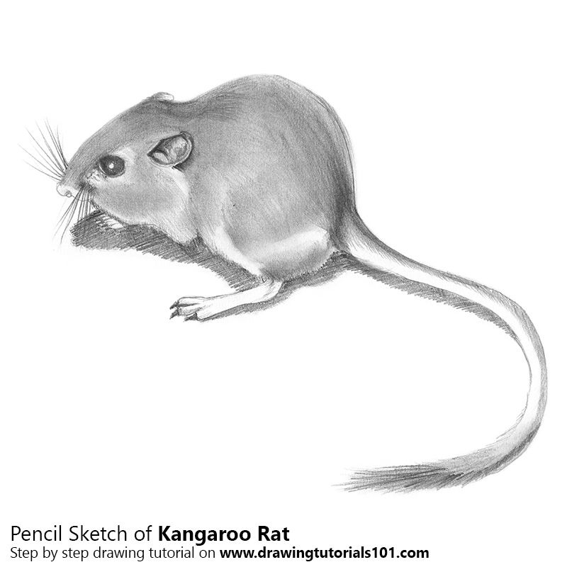 Drawingtutorials kangaroo rat kangaroo photo frame design