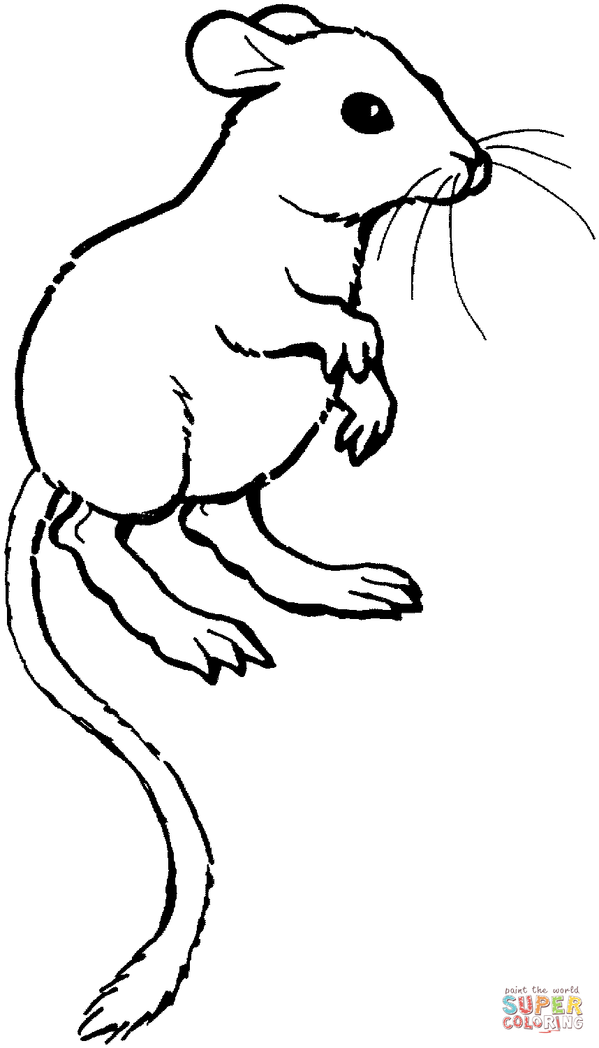 Kangaroo rat coloring page free printable coloring pages