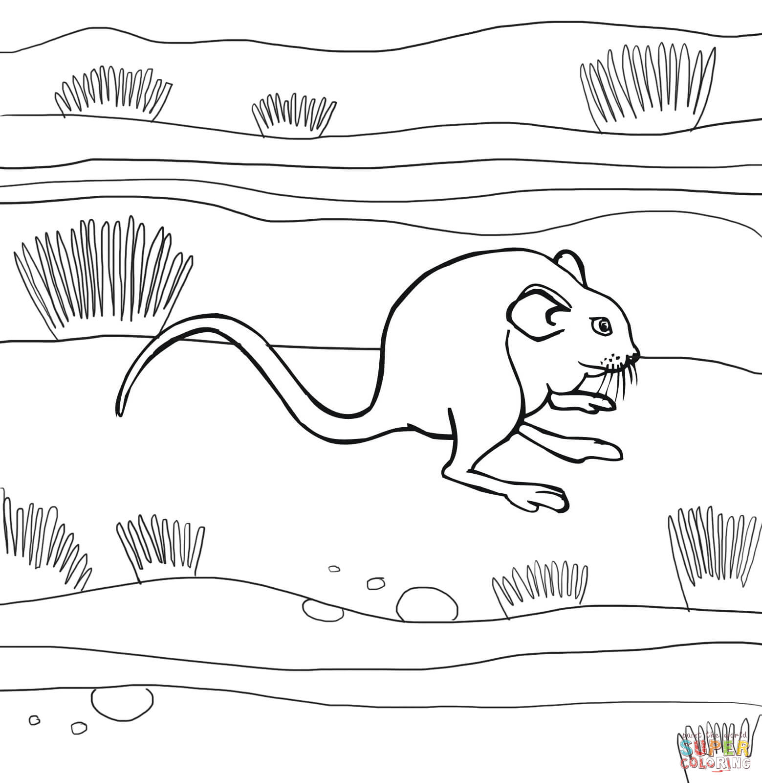 Kangaroo rat coloring page free printable coloring pages