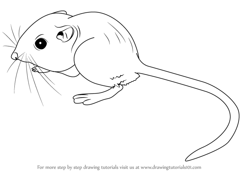 How to draw a kangaroo rat rodents step by step