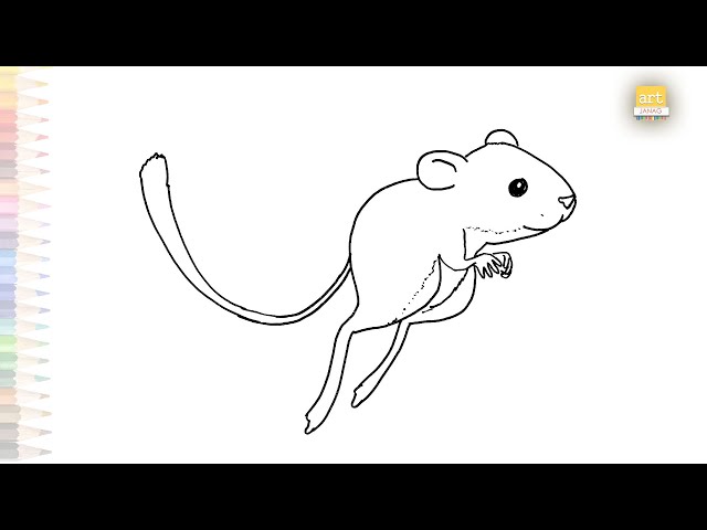 Kangaroo rat drawing rat drawing tutorials how to draw kangaroo rat step by step rodents art