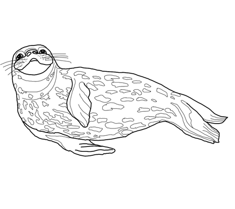 Weddell seal coloring page free printable coloring pages