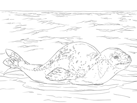 Leopard seal coloring page free printable coloring pages