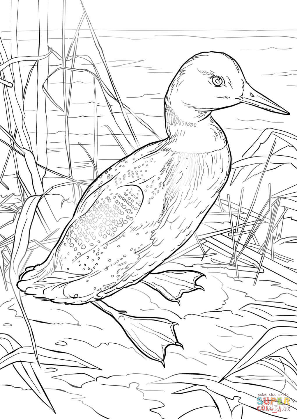 Mon loon coloring page free printable coloring pages