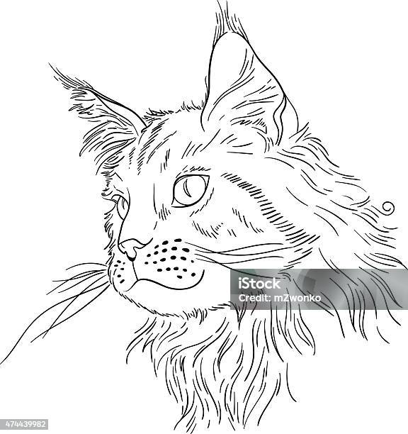 Maine coon stock illustration