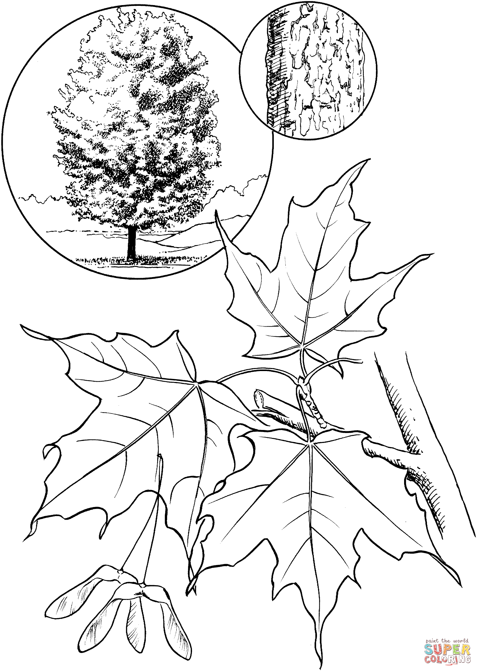 Sugar maple tree coloring page from maples category select from printable crafts of cartoons naturâ tree coloring page leaf coloring page coloring pages