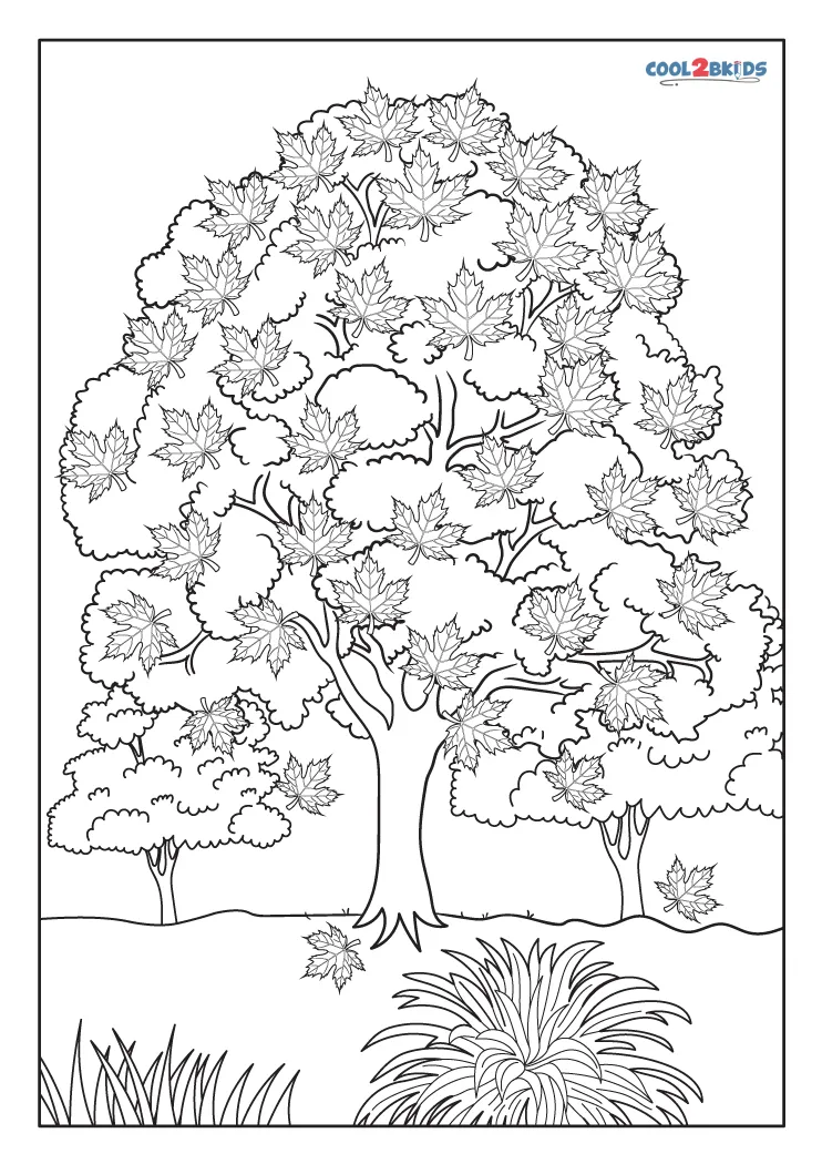 Free printable maple tree coloring pages for kids