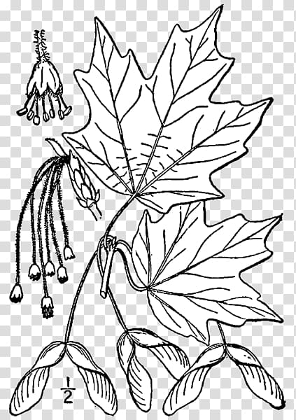 Free sugar maple maple leaf coloring book silver maple tree tree transparent background png clipart