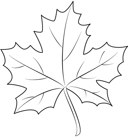 Maple leaf coloring page free printable coloring pages