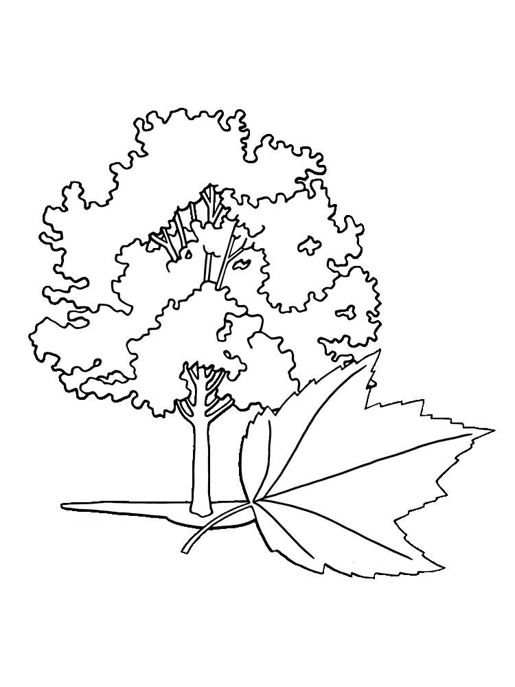 Maple tree coloring pages for kids free printable maple tree coloring pages tree coloring page coloring pages coloring pages for kids