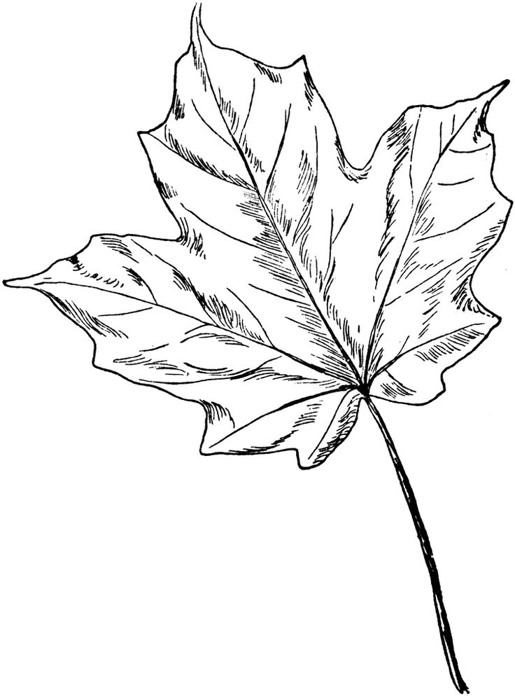 Sugar maple clipart etc maple tree tattoos sycamore leaf coloring pages