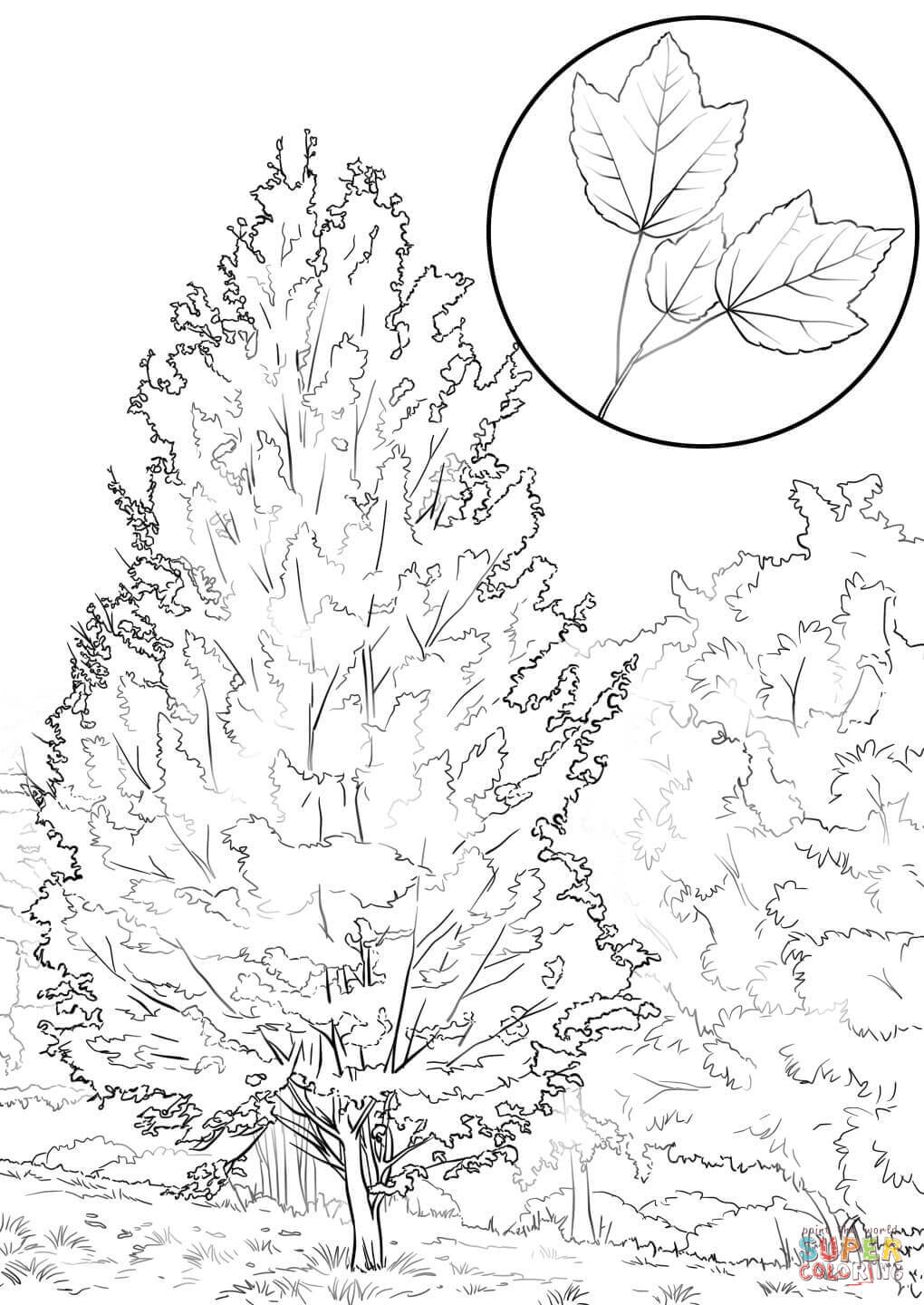 Red maple coloring page free printable coloring pages