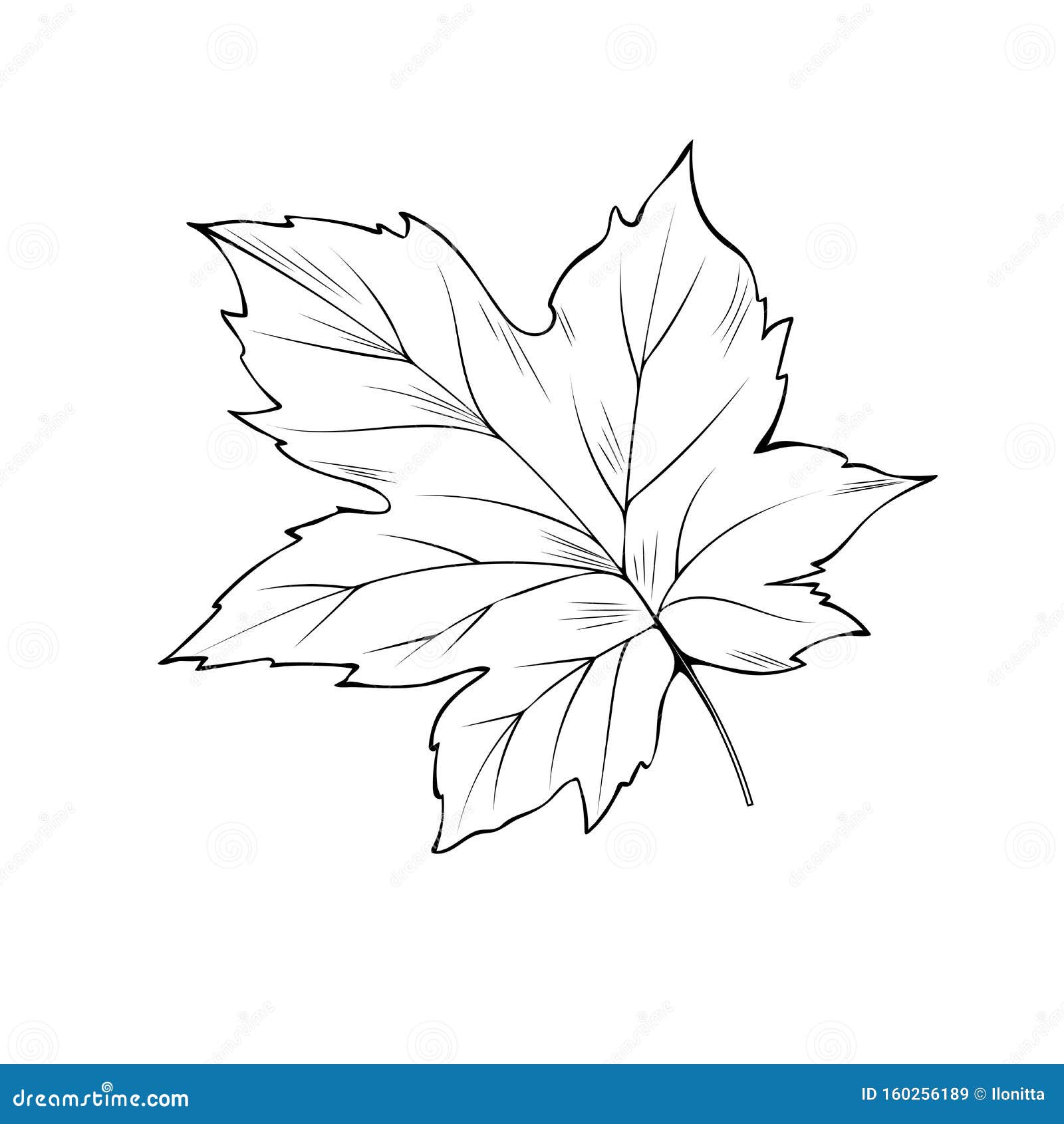 Maple tree leaf coloring book vector illustration stock vector