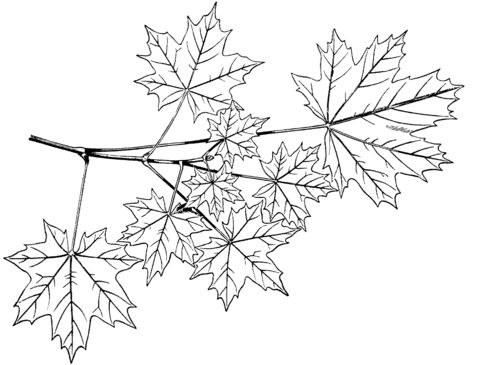 Norway maple branchlet coloring page free printable coloring pages tree drawing simple maple leaf drawing coloring pages