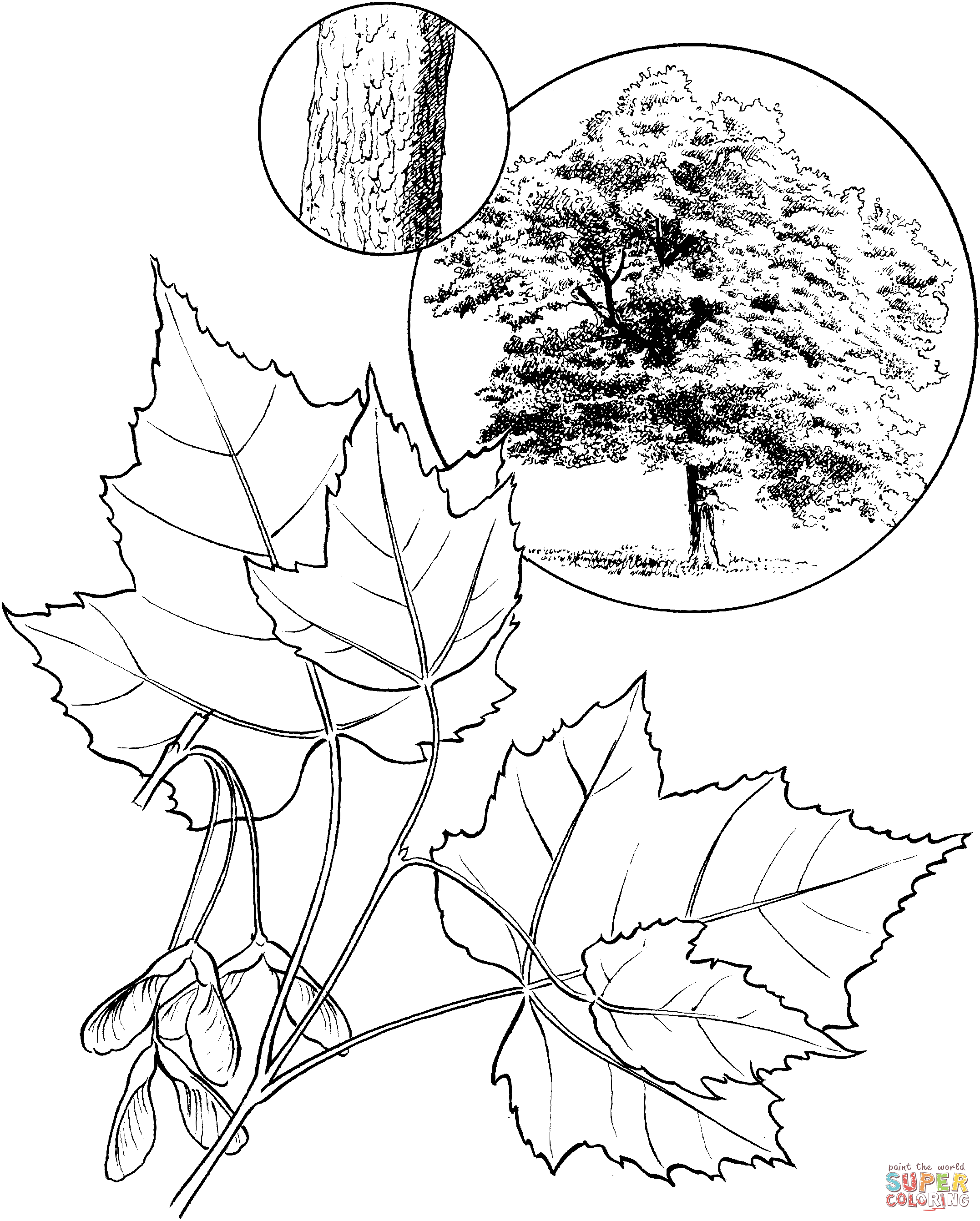 Red maple tree coloring page free printable coloring pages