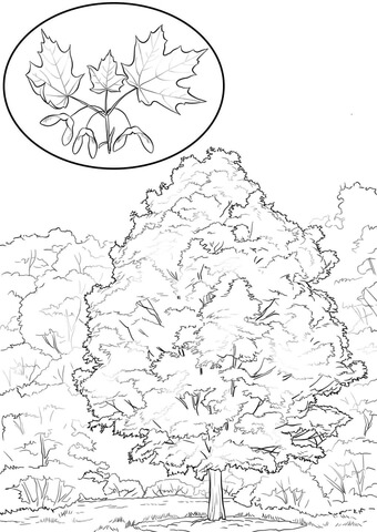 Sugar maple coloring page free printable coloring pages