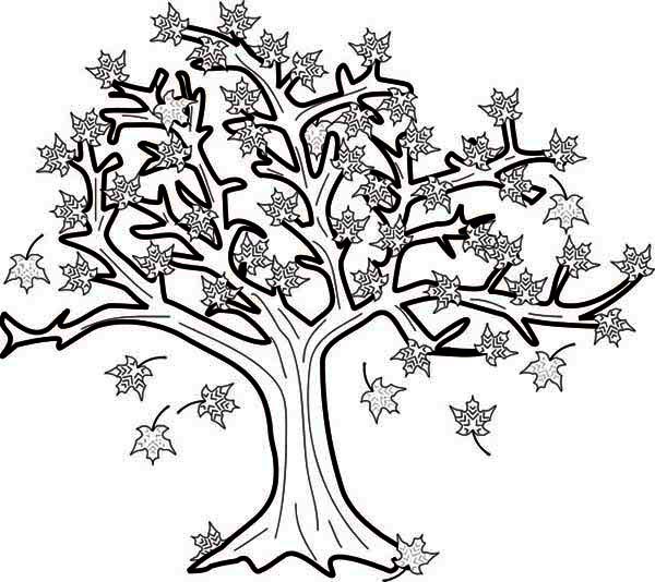 Maple tree in fall leaf coloring page leaf coloring page tree coloring page fall coloring pages