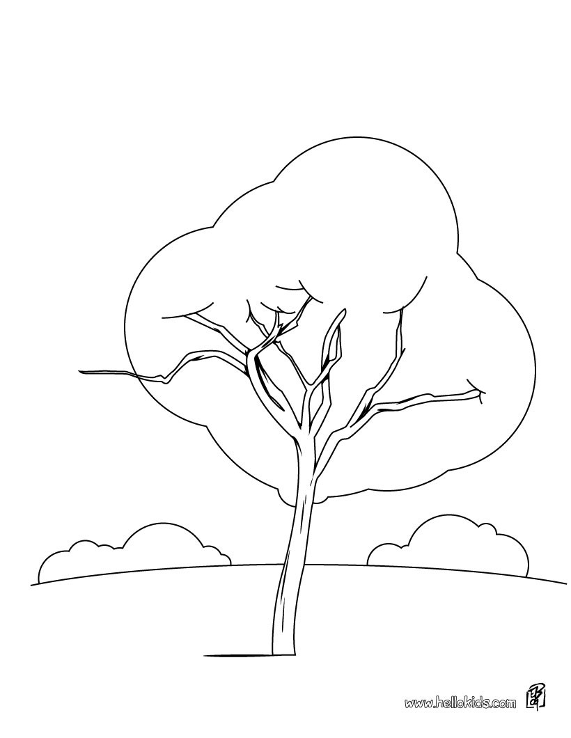 Maple tree coloring pages