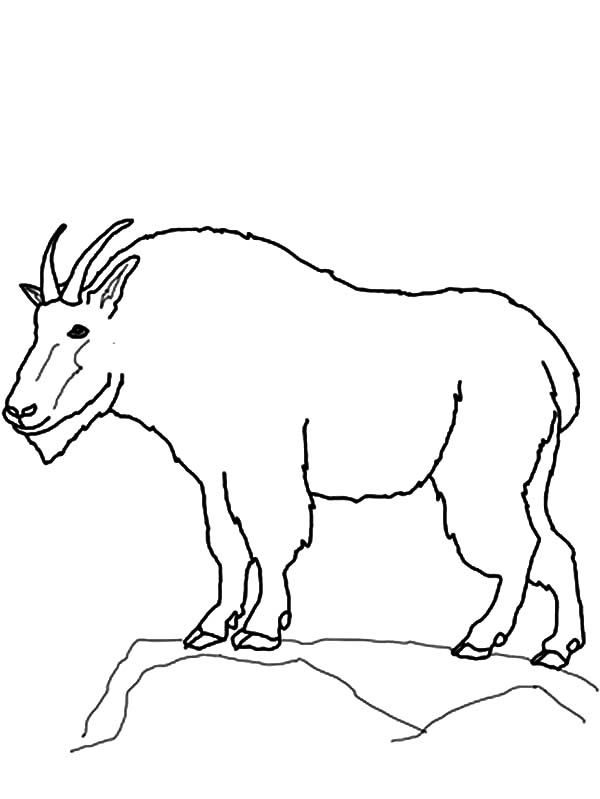 Drawing mountain goat coloring pages color luna mountain drawing goat art goat cartoon