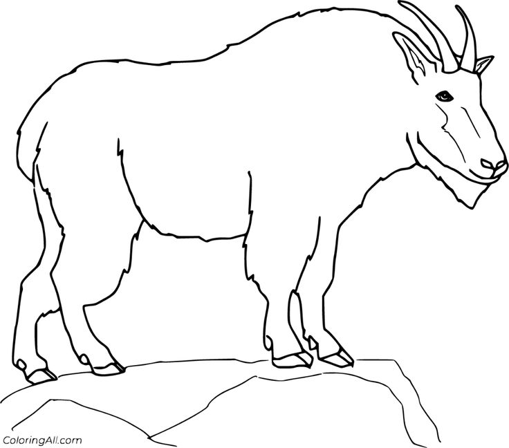 Explore the majestic beauty of mountain goats with these printable coloring pages