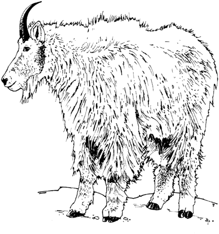 Mountain goat coloring pages free coloring pages