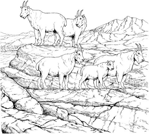 Mountain goat herd coloring page free printable coloring pages animal coloring pages animal drawings animal art