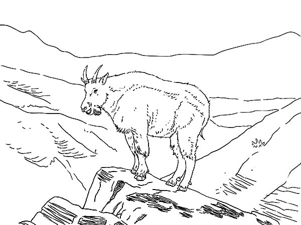 Amazing animal mountain goat coloring pages color luna mountain goat animals coloring pages