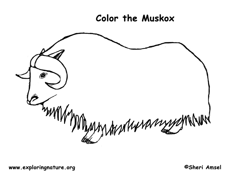 Musk ox coloring page