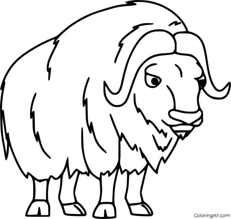 Free printable muskox coloring pages in vector format easy to print from any device and automaticaâ coloring pages zoo coloring pages animals black and white