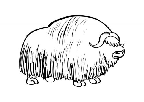 Coloring page musk ox