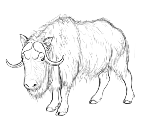 Musk ox coloring pages free coloring pages