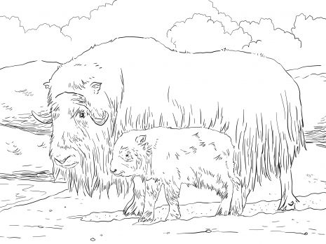 Musk ox mother and baby coloring page super coloring baby coloring pages horse coloring pages musk ox