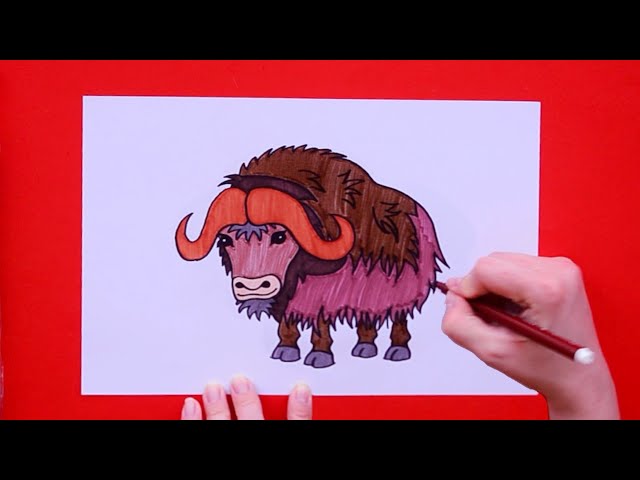 How to draw a musk ox