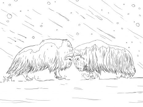 Musk oxen fighting coloring page super coloring musk ox zoo coloring pages animal coloring pages