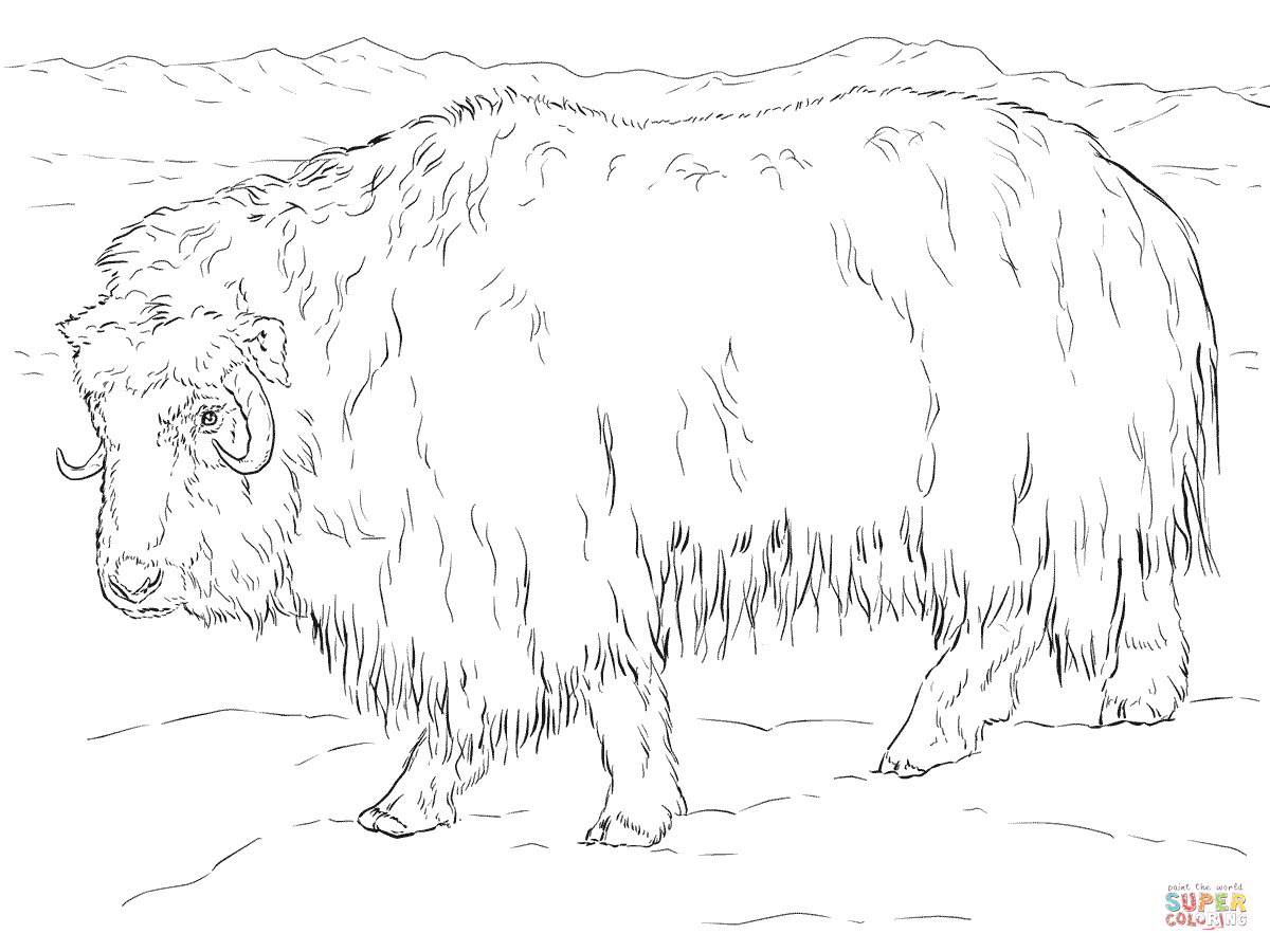 Realistic musk ox coloring page free printable coloring pages