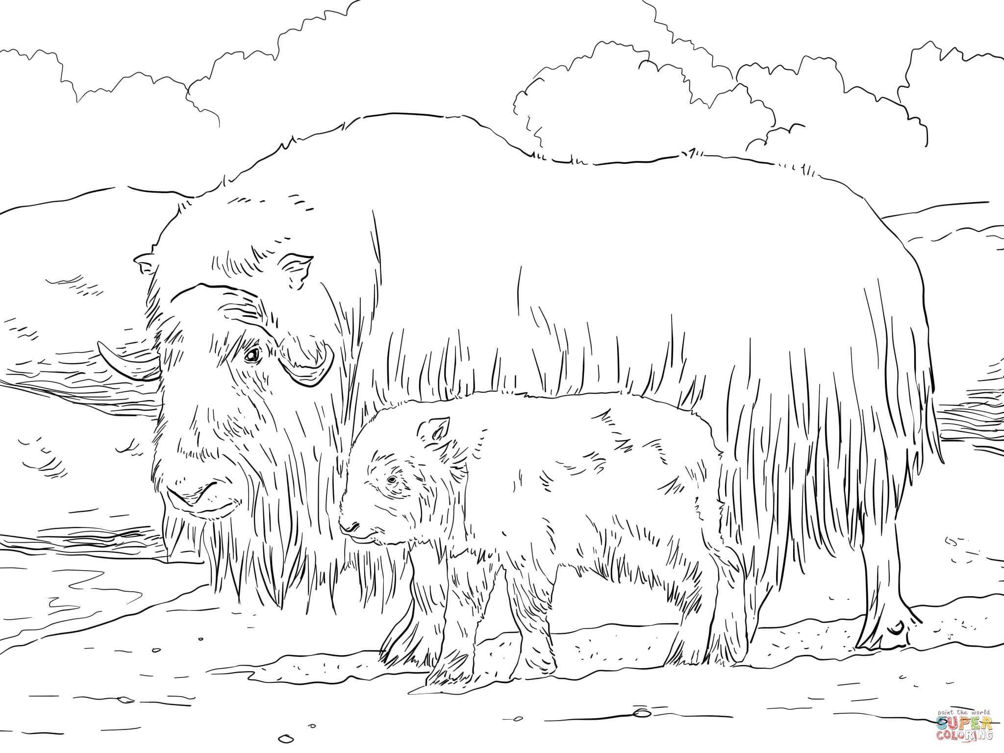 Musk ox mother and baby coloring page from musk ox category select from printable crafts of cartoons nâ baby coloring pages horse coloring pages musk ox