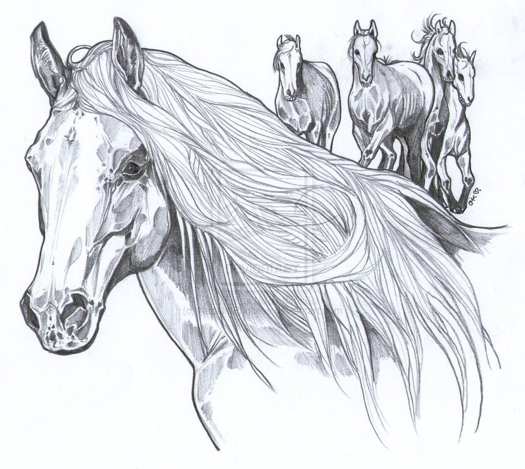 Wild mustangs horse coloring pages horse coloring mustang horse