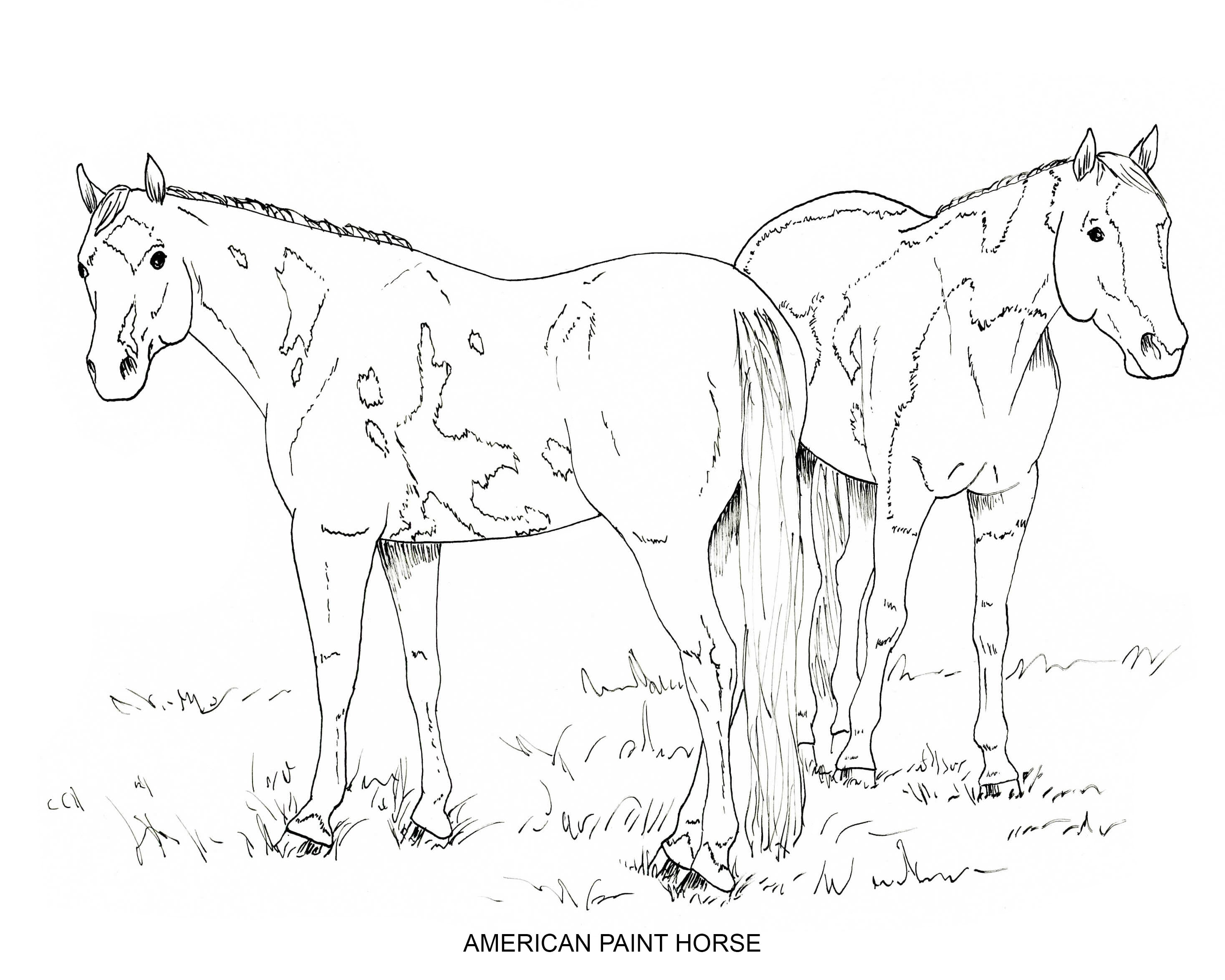 Printable set of horse breed coloring pages digital download