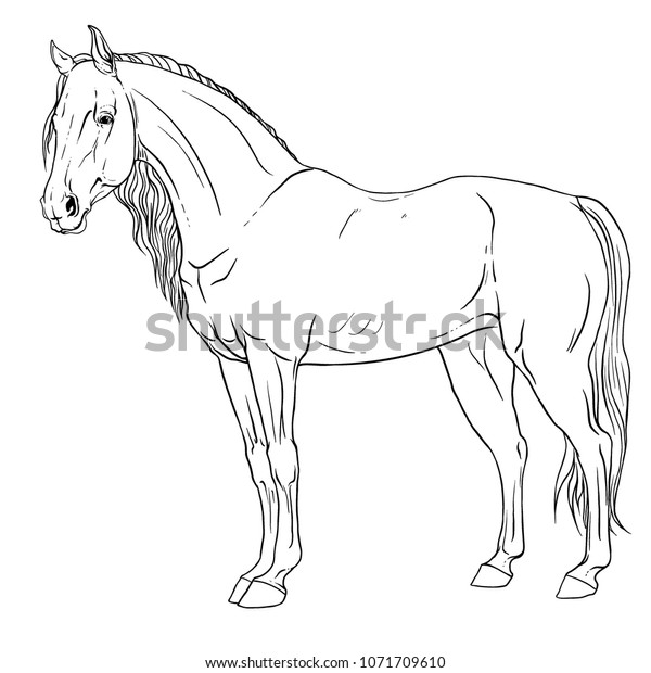 Coloring page mustang horse stockvektor royaltyfri