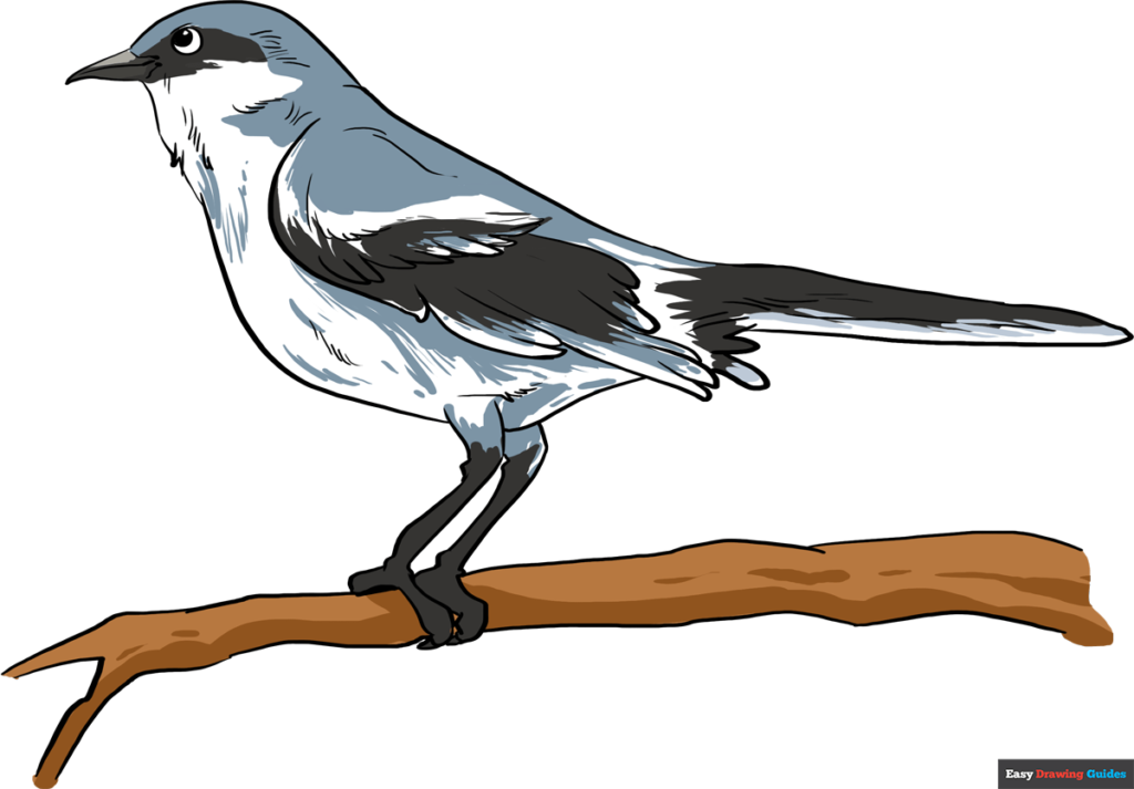 How to draw a mockingbird