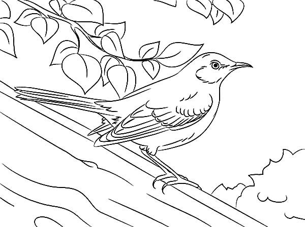 Drawing northern mockingbird coloring pages color luna drawings coloring pages portrait drawing