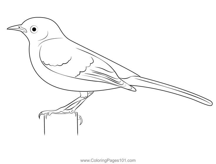 Northern mockingbird watched coloring page coloring pages printable coloring pages color