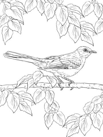 Realistic northern mockingbird coloring page from mockingbird category select from prinâ bird coloring pages coloring pages free printable coloring pages