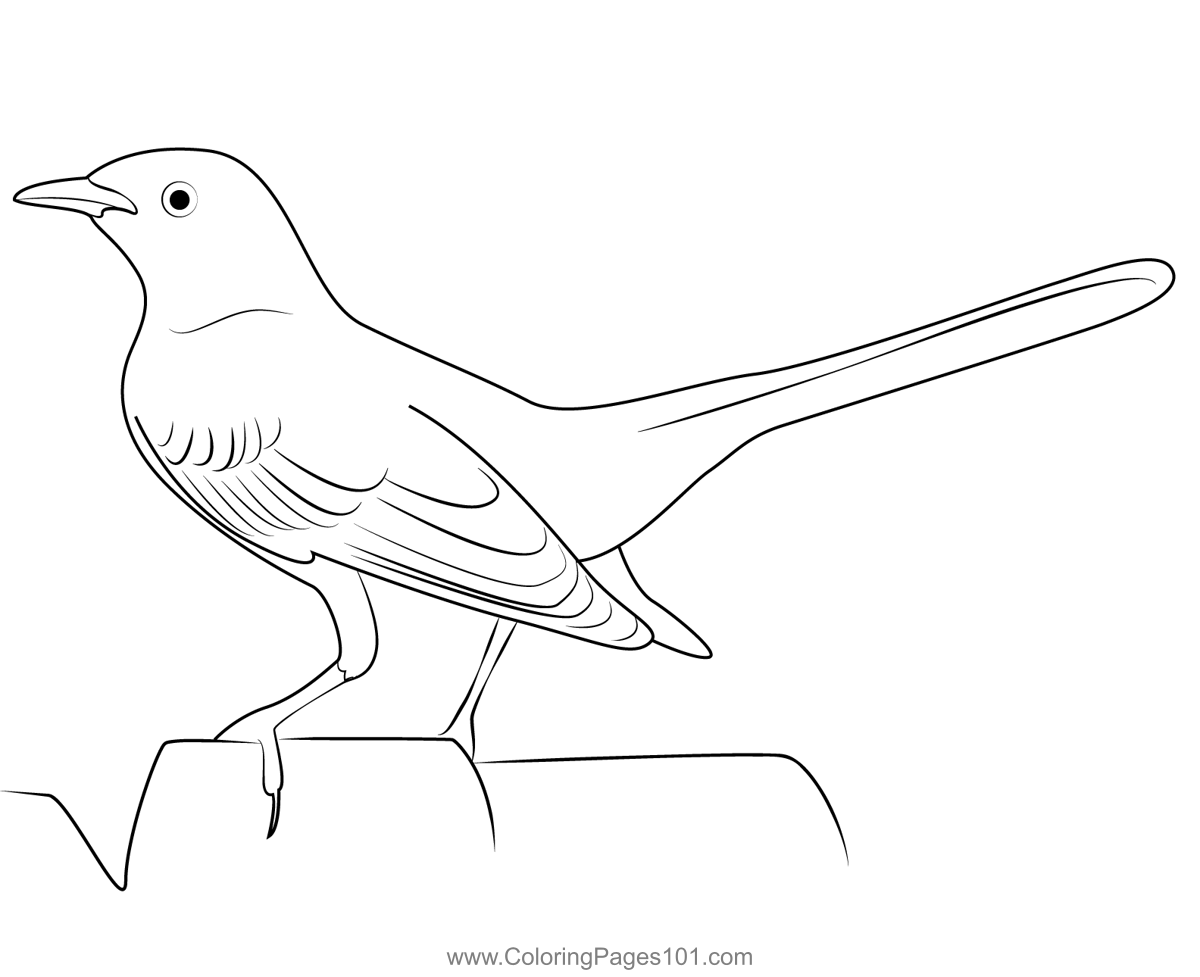 Northern california mockingbird coloring page for kids