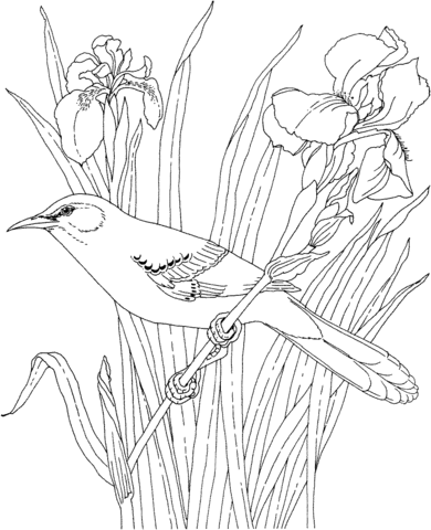 Mockingbird and iris tennessee state bird and flower coloring page free printable coloring pages