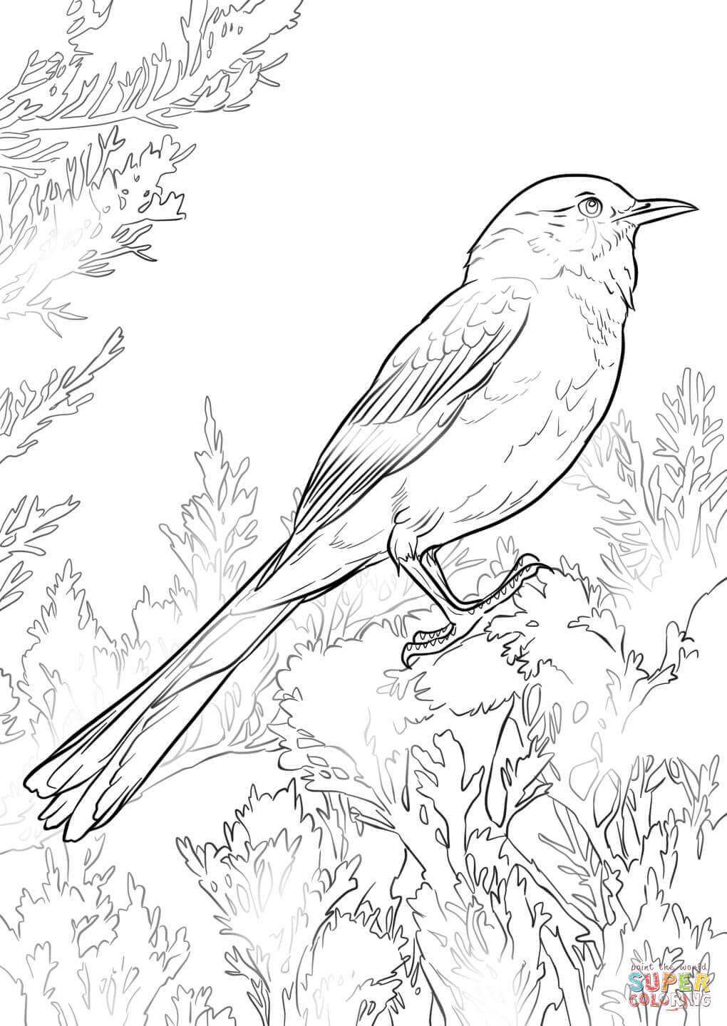 Perched northern mockingbird coloring page free printable coloring pages