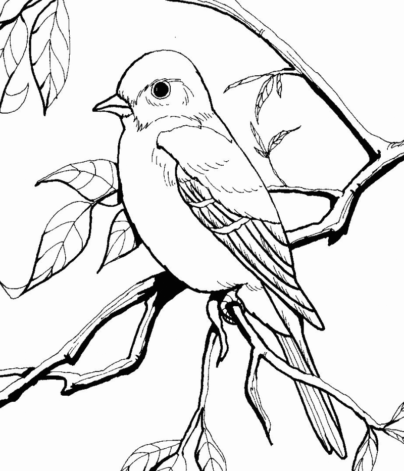 Mockingbird coloring pages